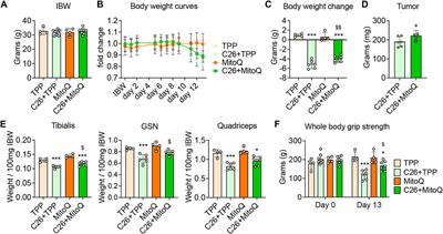 The Mitochondria-Targeting Agent MitoQ Improves Muscle Atrophy, Weakness and Oxidative Metabolism in C26 Tumor-Bearing Mice